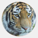 Search for siberian tiger stickers Cat
