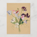 Search for sweet pea flowers postcards Plants