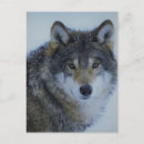 Search for winter snow wolf postcards Forest
