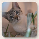 Recherche de alerte photographie Mignon