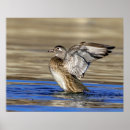 Search for flap art Animal