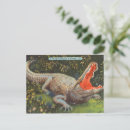 Search for vintage alligator postcards Florida