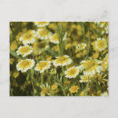 Search for yellow sunflowers postcards Wild flowers