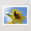 Search for sunflower postcards Summer