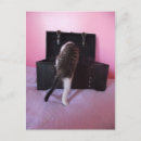 Search for buddy vertical postcards Cat