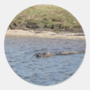 Search for florida wildlife stickers Alligator