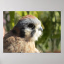 Search for kestrel art Raptor