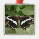 Search for white butterfly ornaments Animals