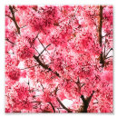 Recherche de cerisier japonais posters Prunus