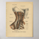 Recherche de cou humain posters Anatomie