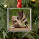 Search for baby wolf pups Canis lupus lycaon