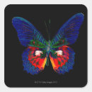 Search for butterfly design stickers Nature