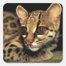Search for panama stickers Animal