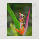 Recherche de grenouille costa rica cartes postales Amphibien