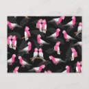 Search for galahs postcards Bird