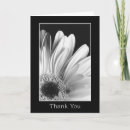 Search for gerber daisies cards Nature