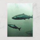 Search for running vertical postcards Animals