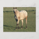 Search for appaloosas postcards Equine