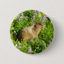 Recherche de marmotte badges Faune