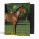 Search for thoroughbred binders Standing