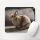 Recherche de lapin bébé tapis souris Lièvre