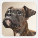 Search for body part stickers One animal
