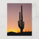 Search for saguaro cactus postcards Sunset