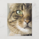 Recherche de gros chat cartes postales Partie du corps animal