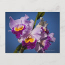 Recherche de hybride cartes postales Nature