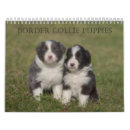 Search for border collie calendars Puppies