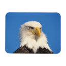 Search for threatened magnets Eagle