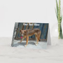 Search for stray cards Dog