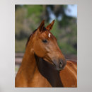 Search for sporting breed posters Headshot