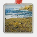 Search for pacific ornaments Nature
