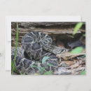 Search for reptile note cards Snake