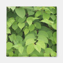 Recherche de arbuste magnets Vert