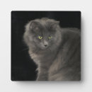 Recherche de cheveux plaques Chaton