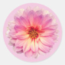 Recherche de zinnia rose Photographie florale