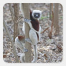 Search for reserve stickers Primate