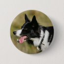 Search for border collie dog buttons Panting