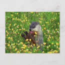 Recherche de boisseau cartes postales Marmotte