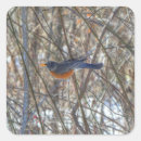 Search for american robin stickers Turdus migratorius