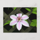 Recherche de clematis cartes postales Trellis