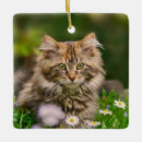 Search for maine coon cat ornaments Cute
