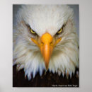 Search for american eagle posters Bald
