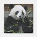 Recherche de chengdu magnets Bambou