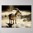 Search for horned mammal art Goat