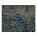 Search for juniper posters Nature