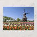 Recherche de bulbe cartes postales Floraison