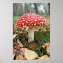 Recherche de champignon rouge posters Toxique